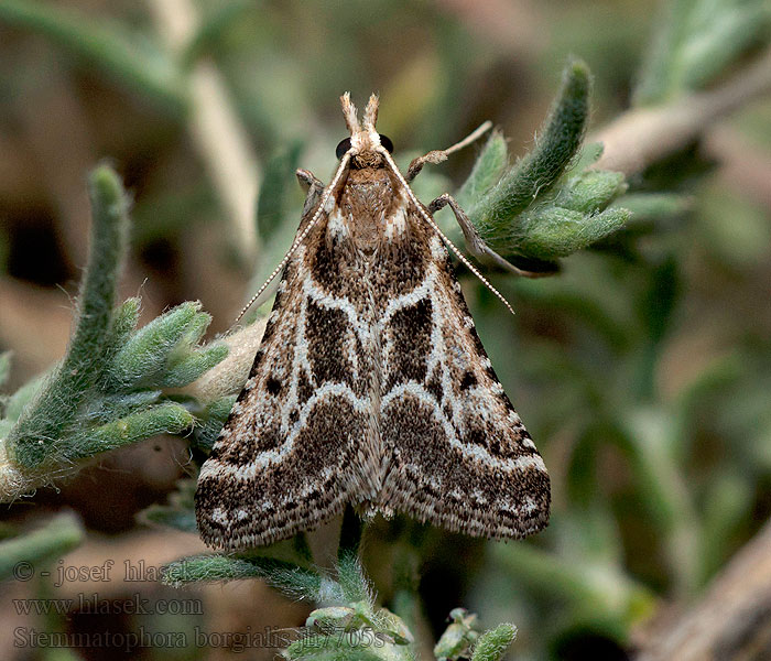 Stemmatophora borgialis