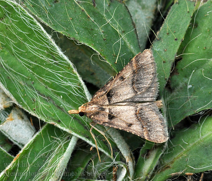 Stemmatophora brunnealis Vijačka vrbovková