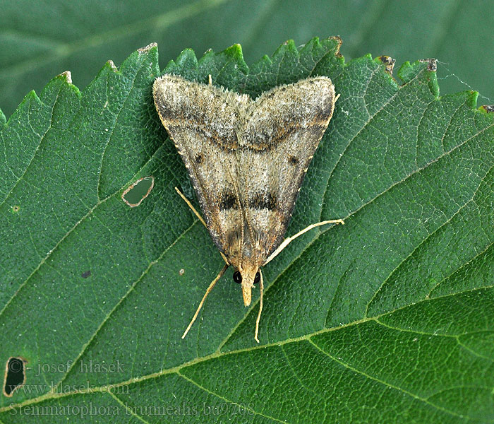 Stemmatophora brunnealis