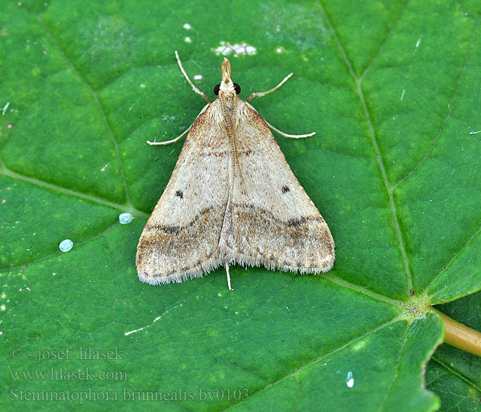 Stemmatophora brunnealis Vijačka vrbovková