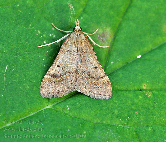 Stemmatophora brunnealis Vijačka vrbovková