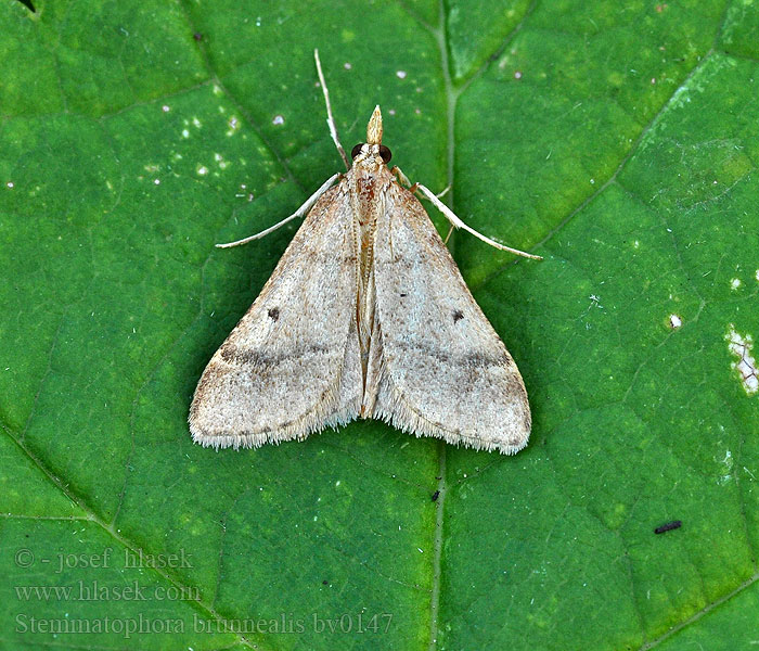 Stemmatophora brunnealis Vijačka vrbovková