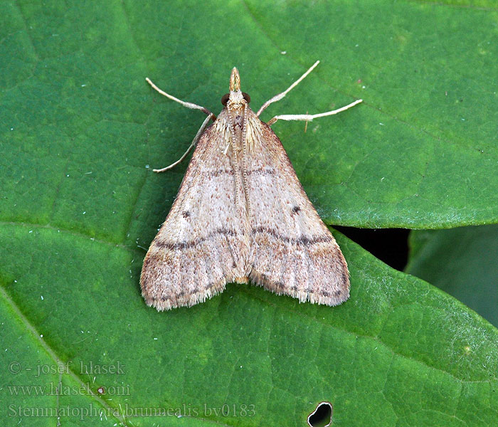 Stemmatophora brunnealis Vijačka vrbovková