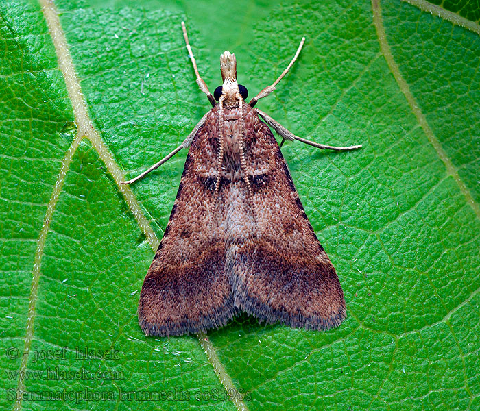 Stemmatophora brunnealis