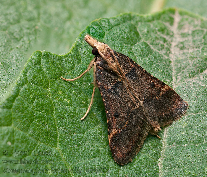 Stemmatophora brunnealis