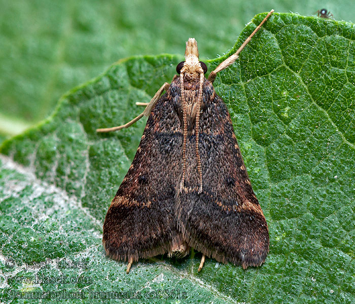 Stemmatophora brunnealis