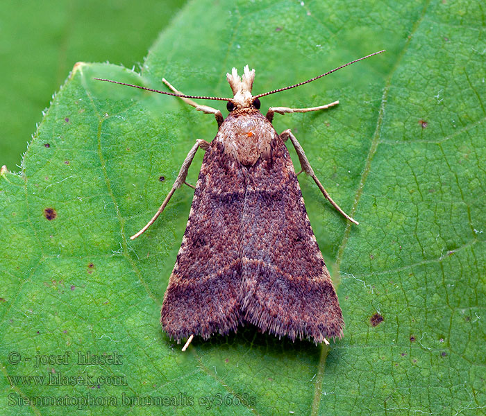 Stemmatophora brunnealis