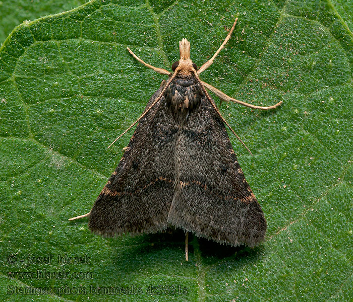 Stemmatophora brunnealis