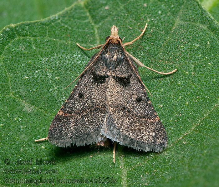 Stemmatophora brunnealis