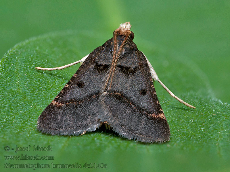 Stemmatophora brunnealis