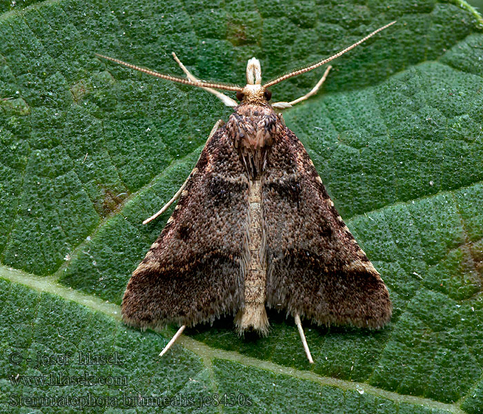 Stemmatophora brunnealis