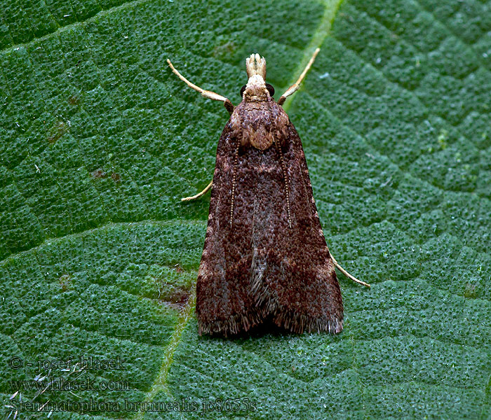 Stemmatophora brunnealis