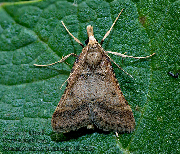 Stemmatophora brunnealis