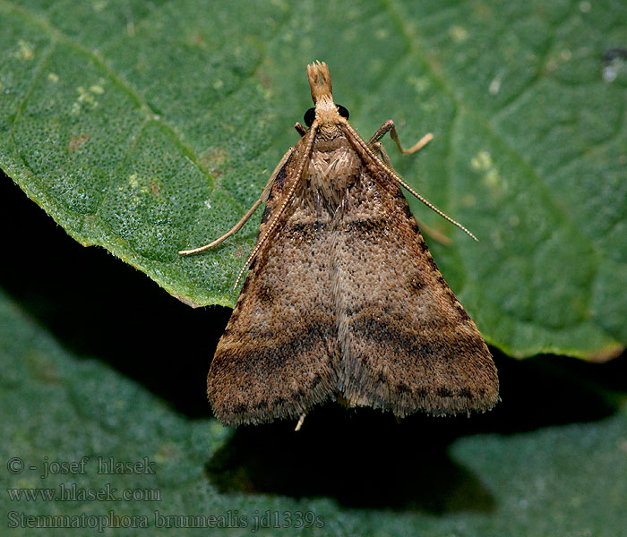 Stemmatophora brunnealis