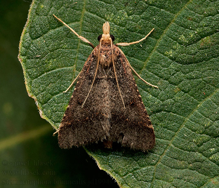 Stemmatophora brunnealis