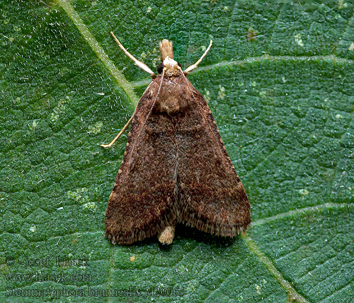 Stemmatophora brunnealis