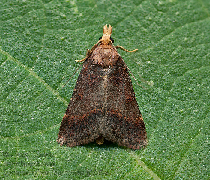 Stemmatophora brunnealis Vijačka vrbovková