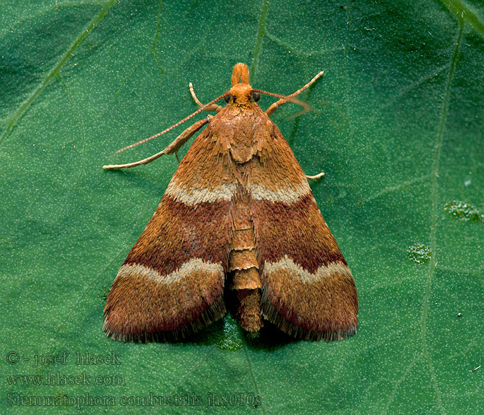 Stemmatophora combustalis Asopie brûlée