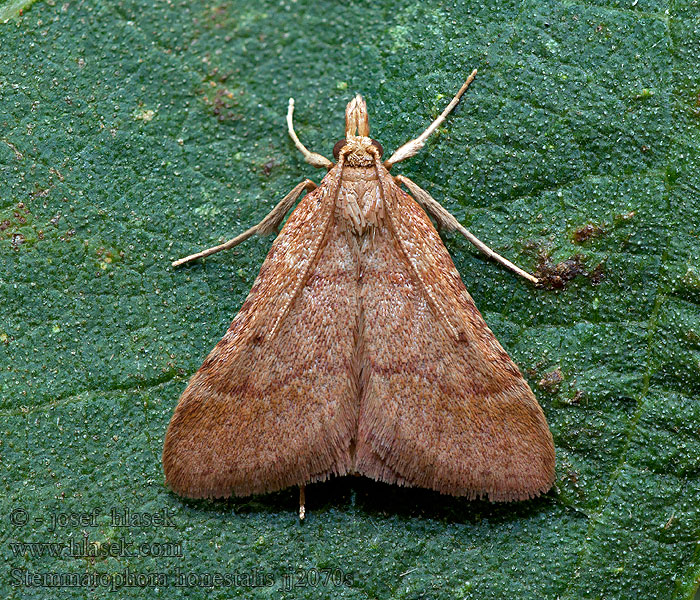 Stemmatophora honestalis