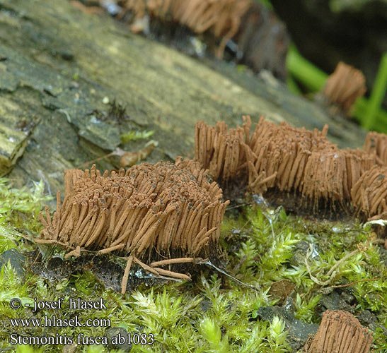 Stemonitis fusca