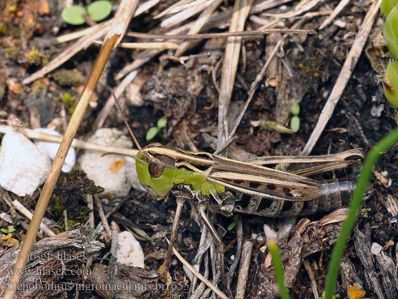 Stenobothrus nigromaculatus Saranče černoskvrnná Koník vápencový