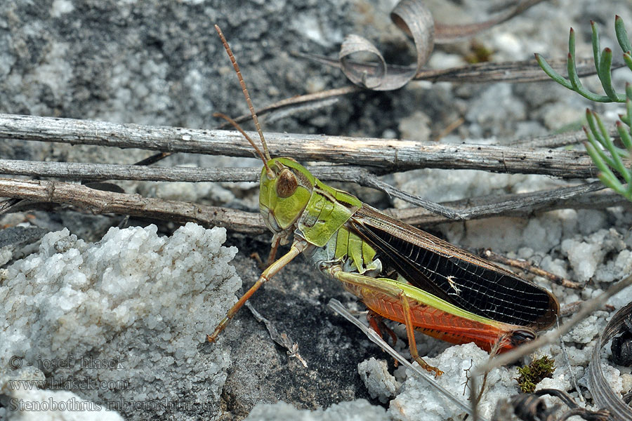 Stenobothrus rubicundulus Saranče čvrčivá