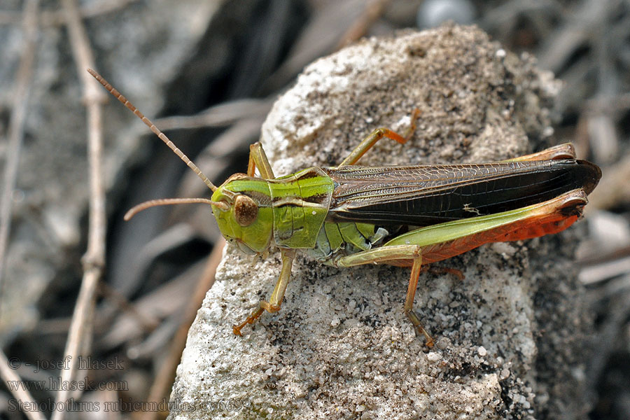 Saranče čvrčivá Stenobothrus rubicundulus