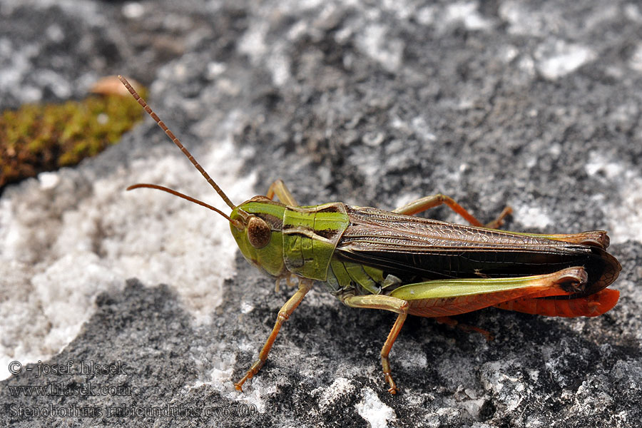 Saranče čvrčivá Stenobothrus rubicundulus