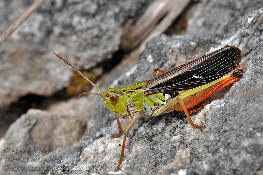 Stenobothrus rubicundulus