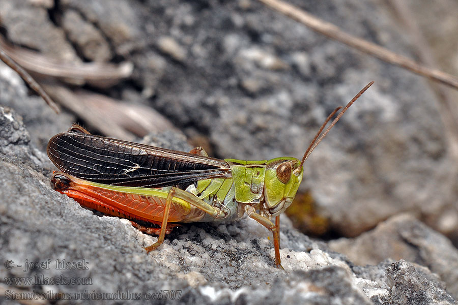 Stenobothrus rubicundulus