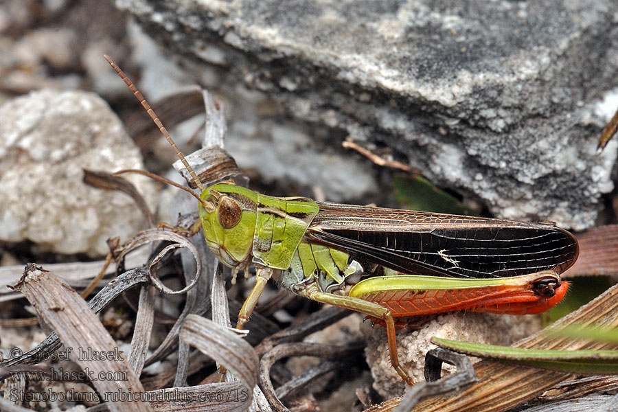 Stenobothrus rubicundulus Saranče čvrčivá