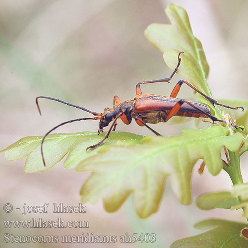 Stenocorus meridianus Sténochore méridional Veranderlijke schutterbok Variabler Stubbenbock Łucznik korzeniowiec Стенокорис европейский 