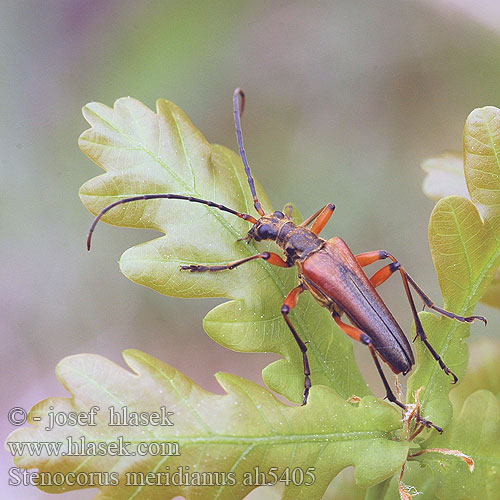 Stenocorus meridianus Veranderlijke schutterbok Variabler Stubbenbock Łucznik korzeniowiec Стенокорис европейский 