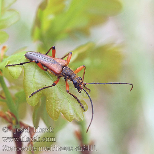 Stenocorus meridianus Variabler Stubbenbock Łucznik korzeniowiec Стенокорис европейский 