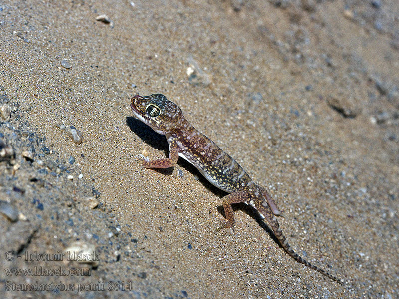 Stenodactylus petrii Gekon saharský Petris Dünnfingergecko