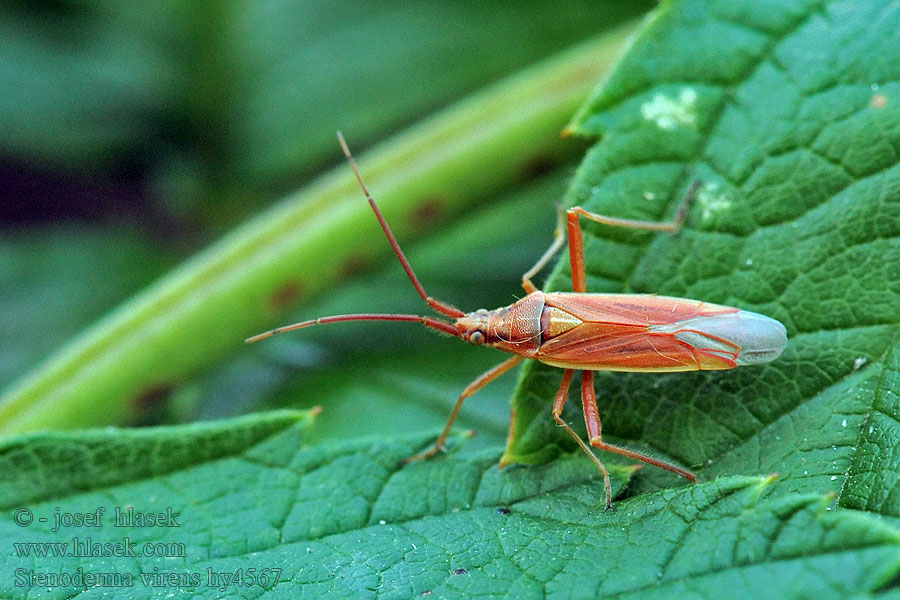 Stenodema virens