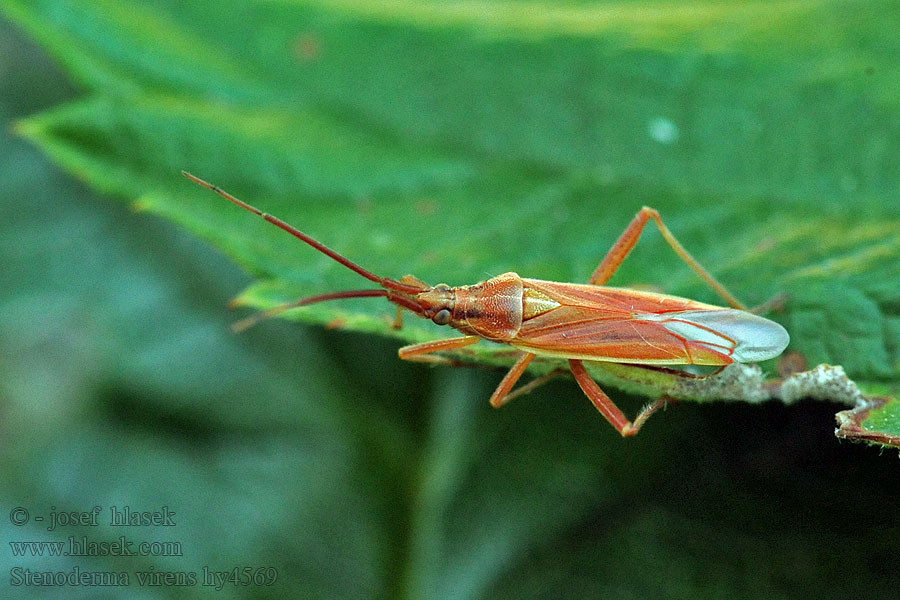 Stenodema virens