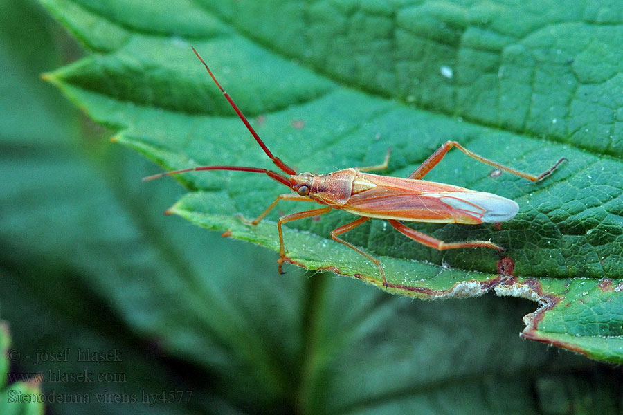 Stenodema virens