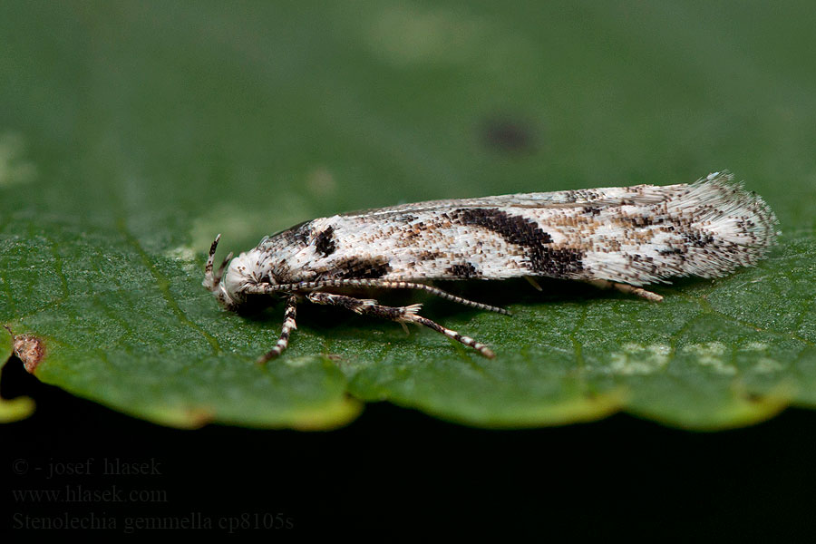 Psota dubová Моль дубовая побеговая Stenolechia gemmella