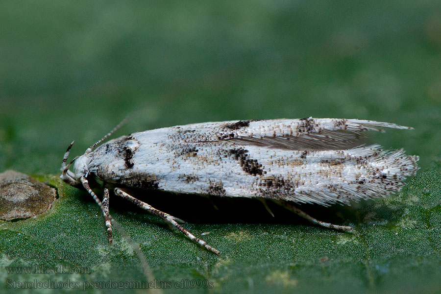 Stenolechiodes pseudogemmellus Psota dubinová