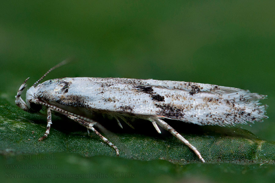 Stenolechiodes pseudogemmellus Vroege eikenpalpmot