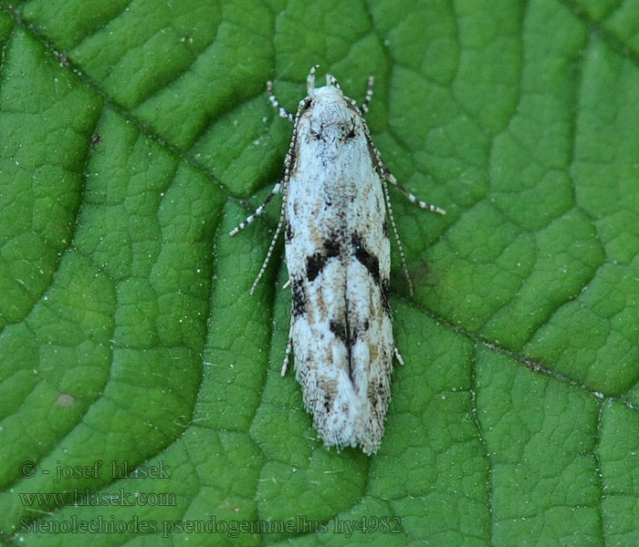 Stenolechiodes pseudogemmellus Molyhostölgyes-sarlósmoly