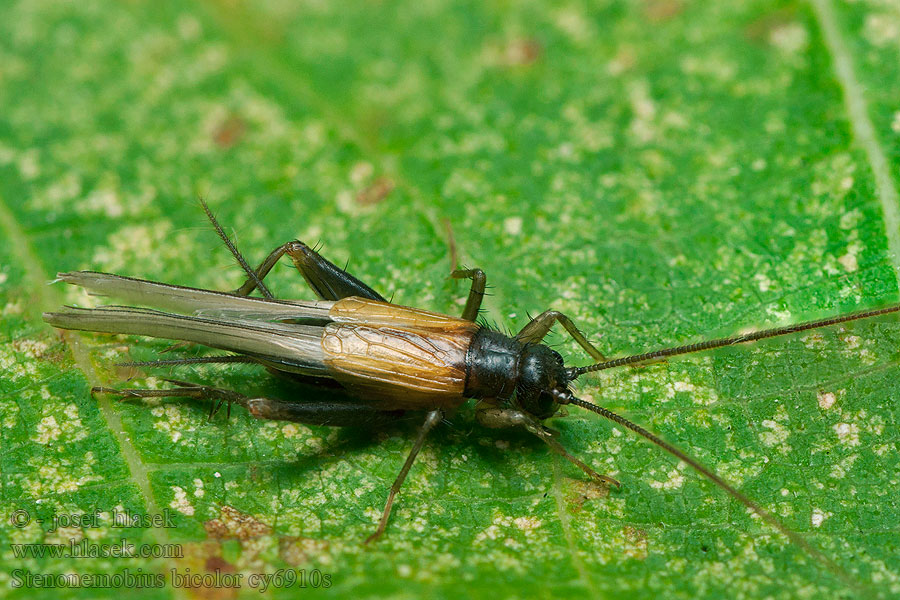 Stenonemobius bicolor