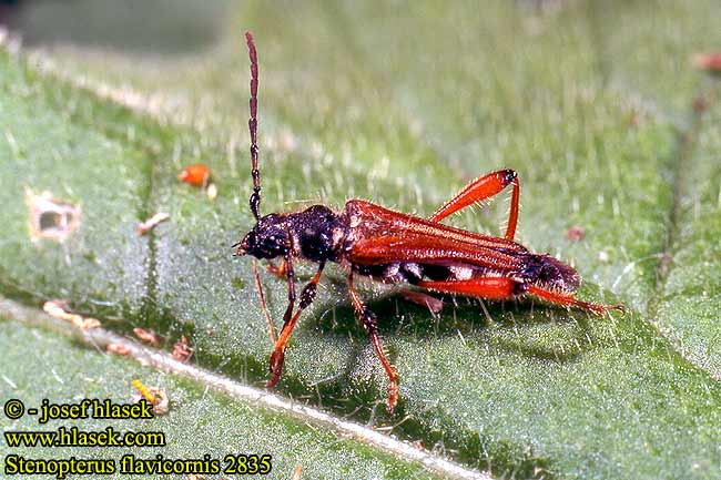 Stenopterus flavicornis 283