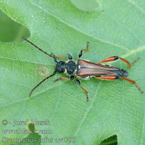 Stenopterus rufus ae4706 NL: smalvleugelige bok DE: Braunrötlicher Spitzdeckenbock CZ: Tesařík rudokrový