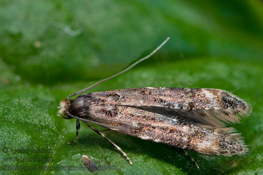 Stenoptinea cyaneimarmorella Schmalflügelmotte