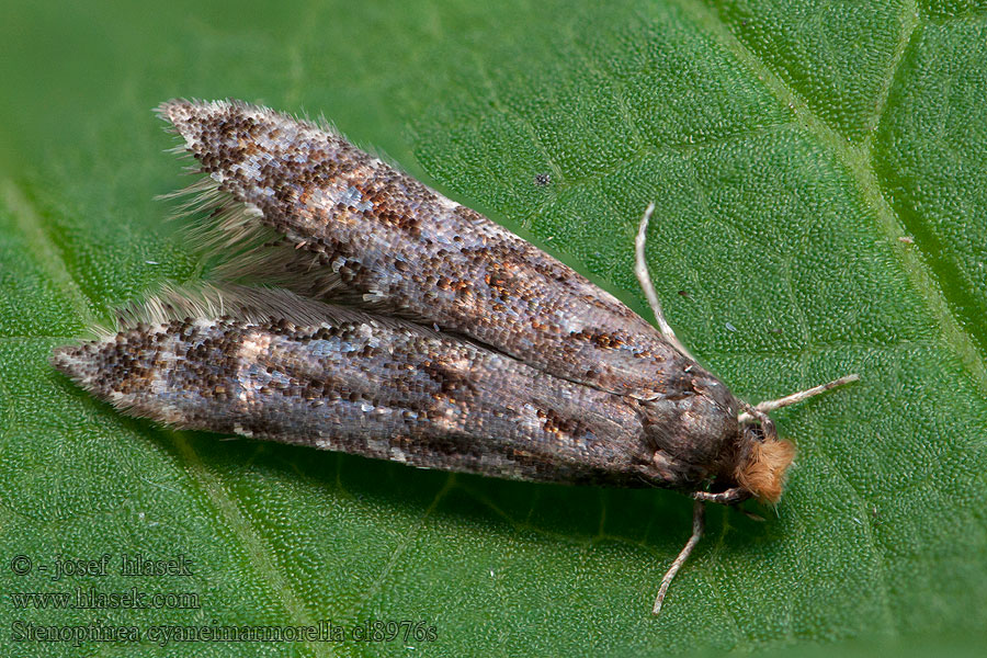 Stenoptinea cyaneimarmorella Moľa úzkokrídla