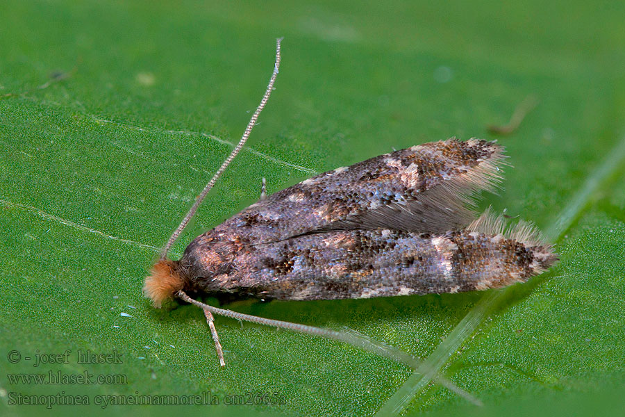 Stenoptinea cyaneimarmorella Azuurblauwmot