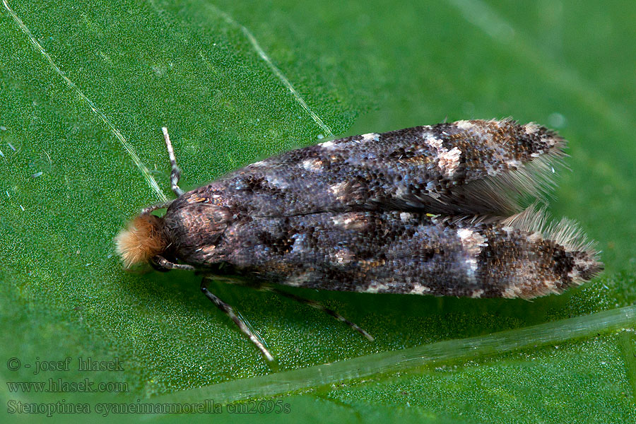 Stenoptinea cyaneimarmorella Plommonlavmal