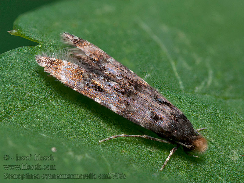 Schmalflügelmotte Stenoptinea cyaneimarmorella